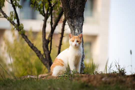 秋日流浪小橘猫