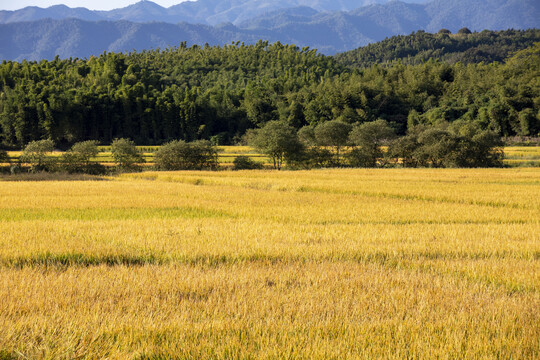 金色稻田丰收景象