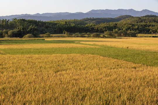 金色稻田丰收景象