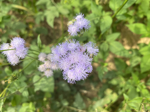 紫色小野花