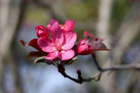 蜂采花