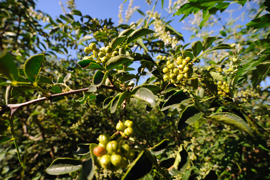 新鲜花椒