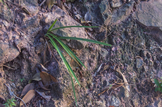 野生山菅兰