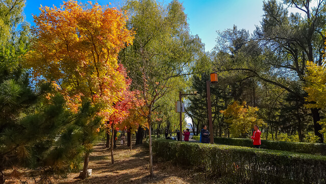 长春南湖公园秋季红叶风景