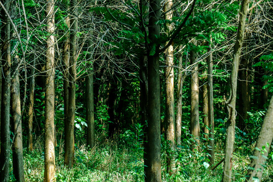 深邃幽静绿色树林