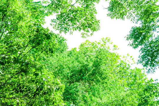 绿色树叶天空背景