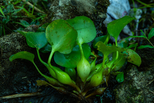 饱满的水葫芦