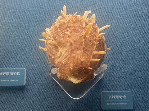 多棘海菊蛤