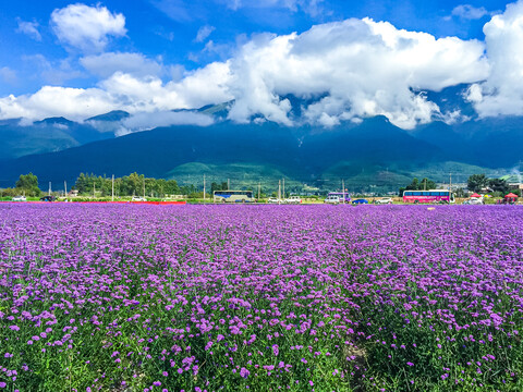 马鞭花花卉