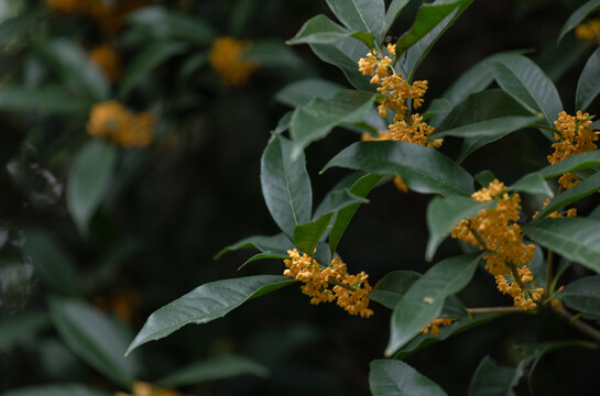 暗调桂花金桂