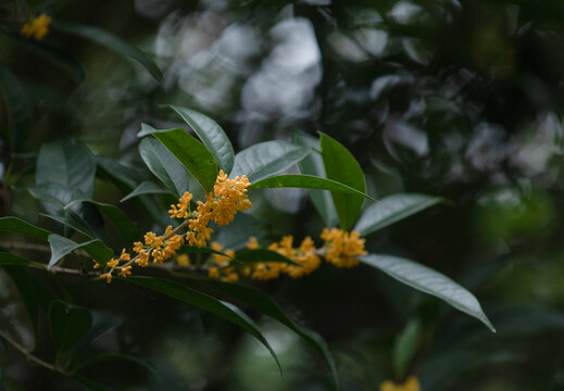 唯美桂花金桂银桂