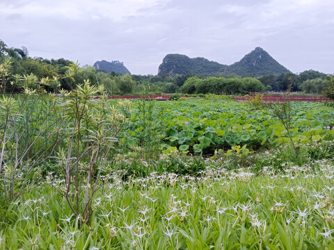 荷塘风景