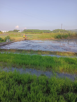 水田