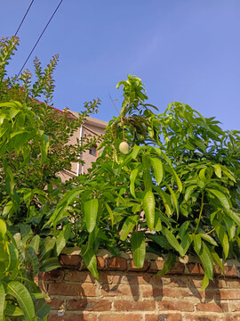 芒果树