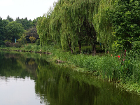 湖边河畔