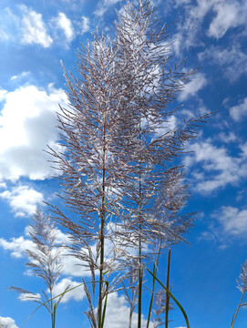 湛蓝天空芦花飞扬