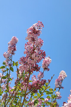 紫丁香花