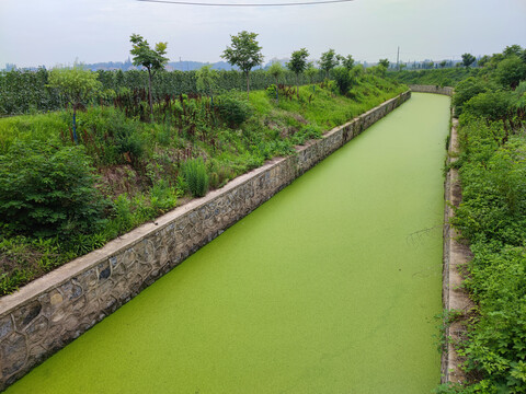 绿浮萍