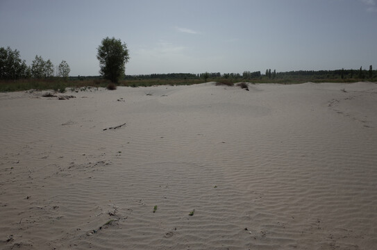 黄河湿地沙漠
