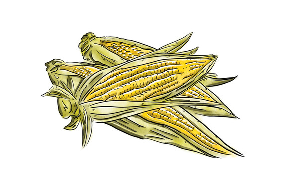 玉米棒苞米丰收手绘美食插画
