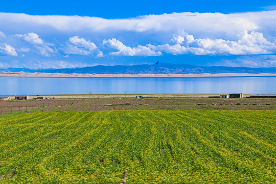 青海湖沙岛风光