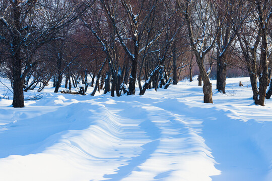 雪地车辙树林