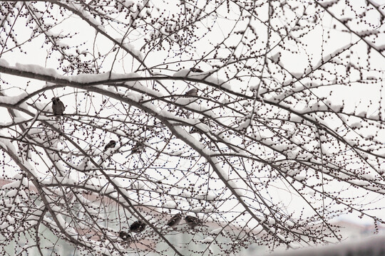 雪压树枝麻雀