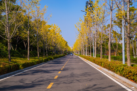 银杏树公路