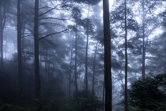 森林雾景