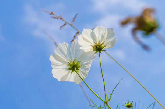 格桑花