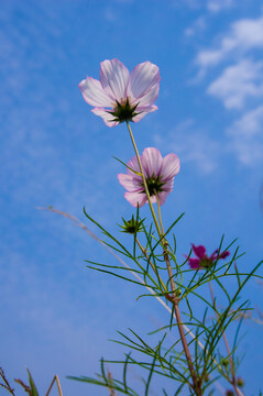 格桑花