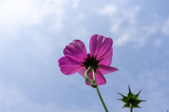 格桑花