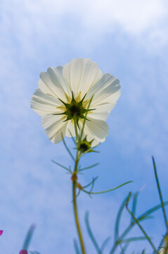 格桑花