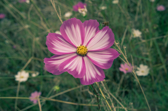 格桑花