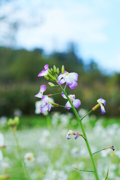 萝卜菜花