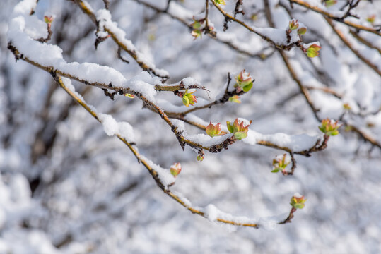 春雪压枝头