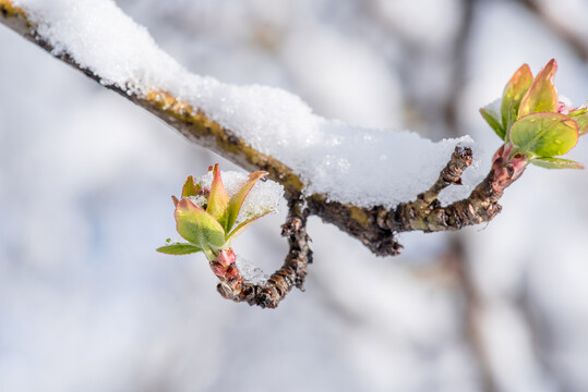 雪春融化海棠发芽