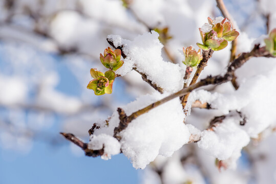 春雪中萌芽