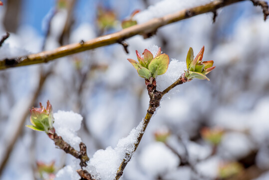 雪春融化海棠发芽