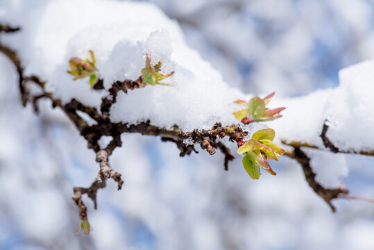 春雪压枝头