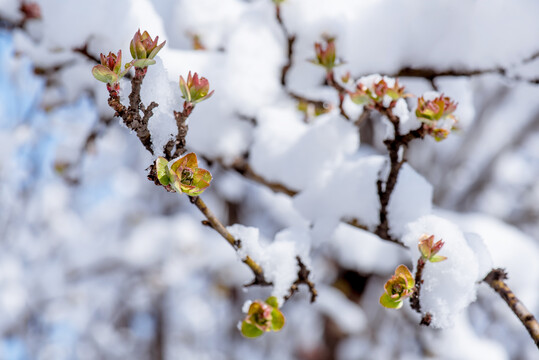 雪春融化海棠发芽