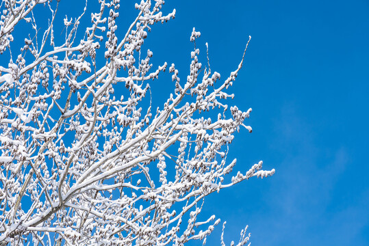 树枝上的积雪