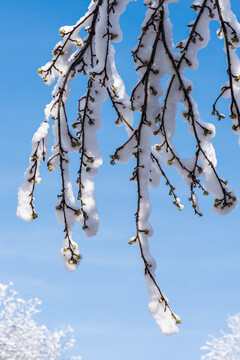 雪压枝头