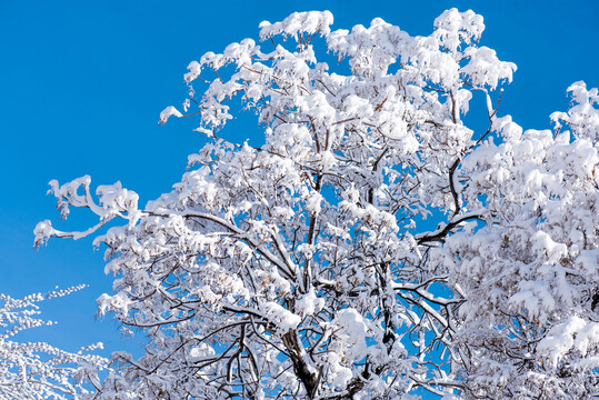 雪后初晴