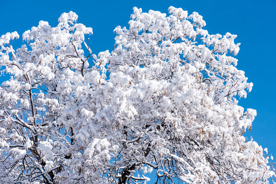 雪后初晴