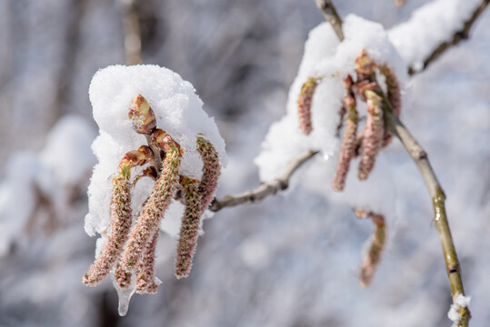 春雪毛白杨