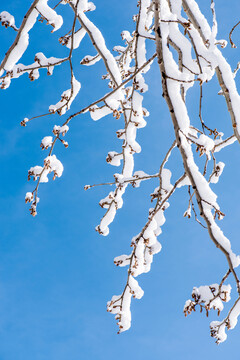 雪后树枝