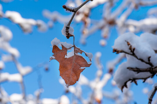 雪后残叶