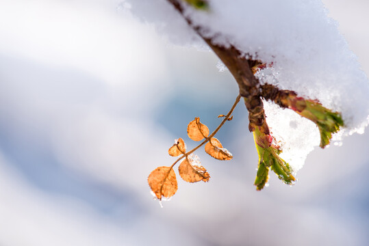 春雪老叶新芽