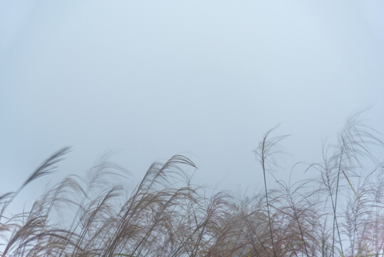 清晨迷雾中的茅草